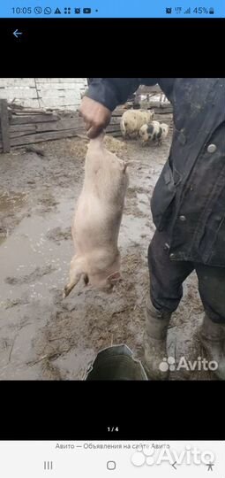 Поросята разные