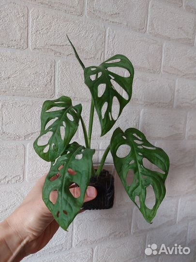 Монстера манки маск