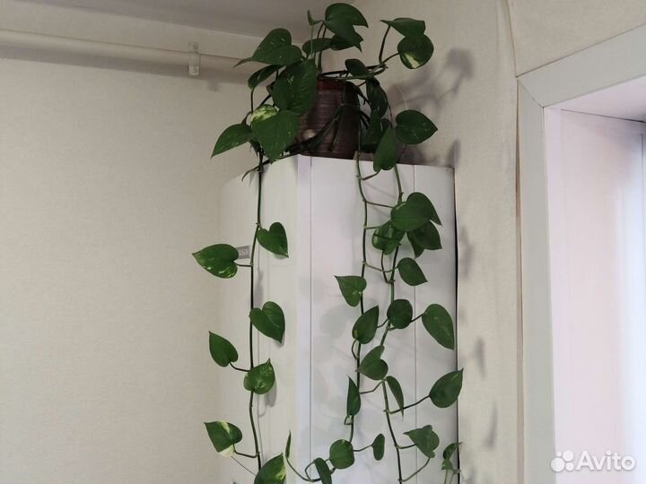 Сциндапсус растение