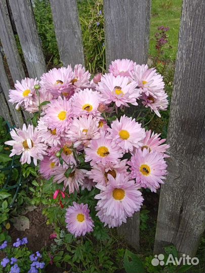 Хризантемы многолетние