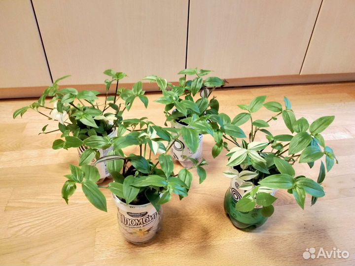 Традесканция