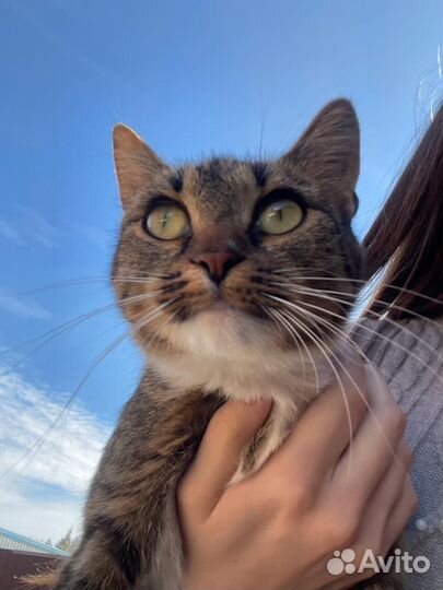 Кошки в добрые руки бесплатно