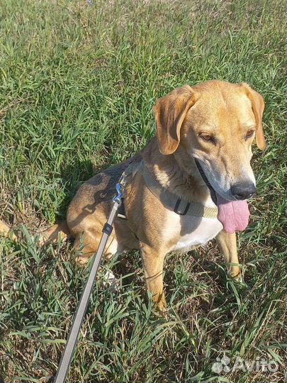 Русская гончая