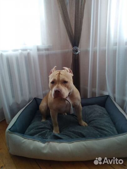 Лежанки для крупных собак