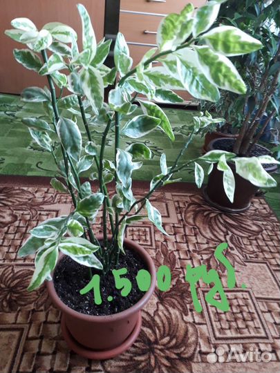 Комнатные цветы