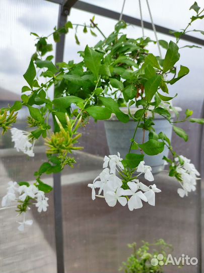 Цветущие.Лантана.Свинчатка.Абутилон