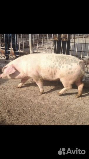 Домашняя свинина живым весом и мясом