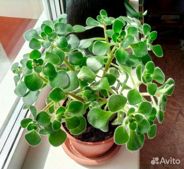 Аихризон - дерево любви