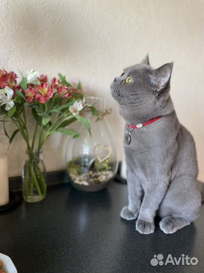 Шотландский кот вязка