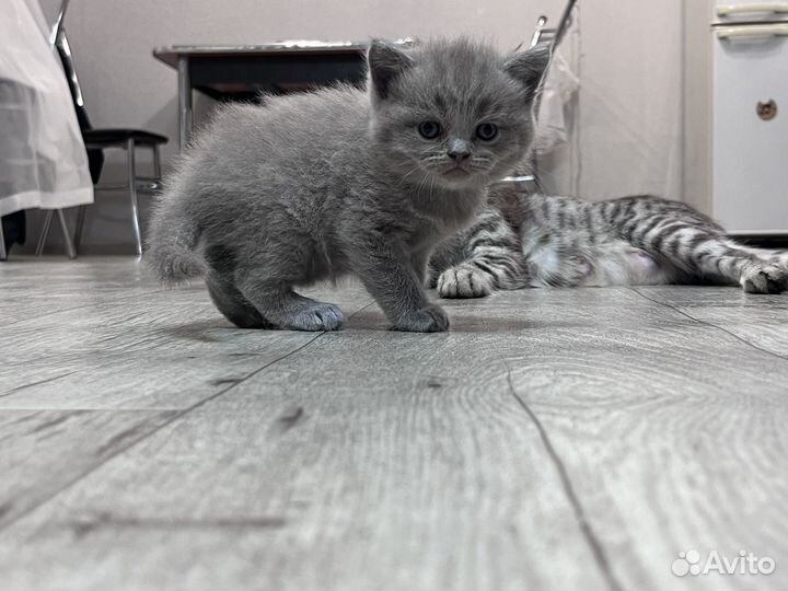 Шотландские котята