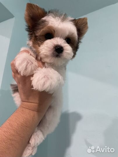 Кукольный мини мальчик йорк тедди