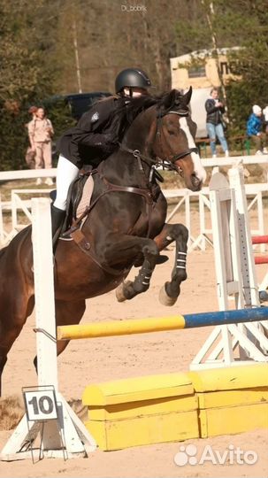 Конный спорт, занятия на лошади, конкур, выездка