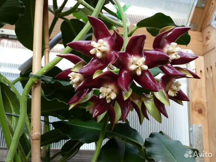 Хойи разных сортов