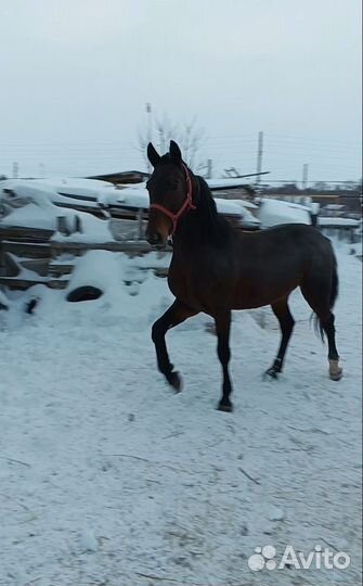 Жеребец орловский рысак