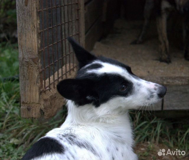 Дворняжки чистокровные