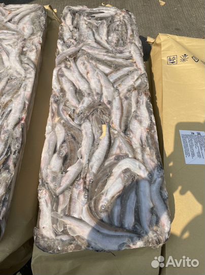 Мойва Сахалинская крупная белая свежий вылов 2023г