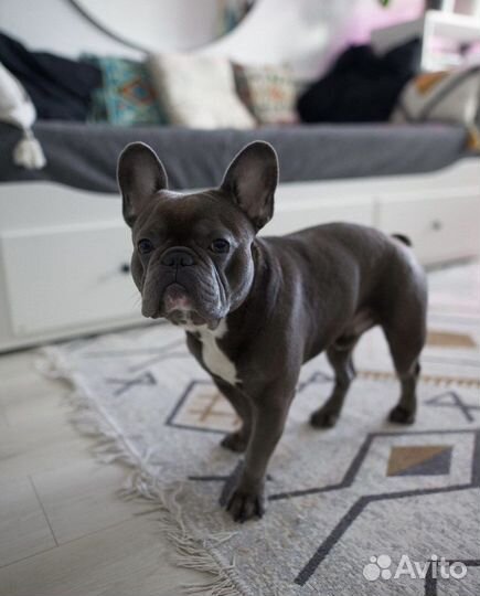 Французский бульдог кобель вязка