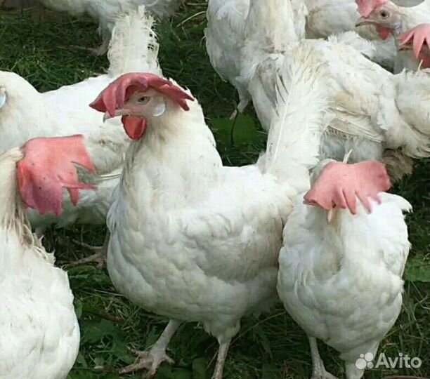 Куры несушки braun