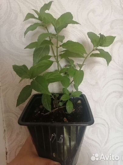 Гортензия метельчатая