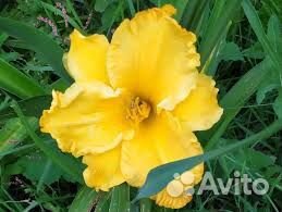 Лилейники - цветы радости