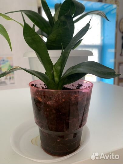 Сансевиерия щучий хвост