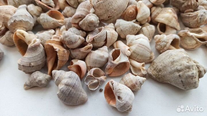 Морские ракушки 1 кг, ракушки рапан, битые
