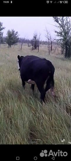 Коровы яловые на мясо