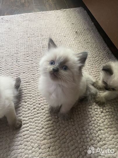 Котята невской маскарадной