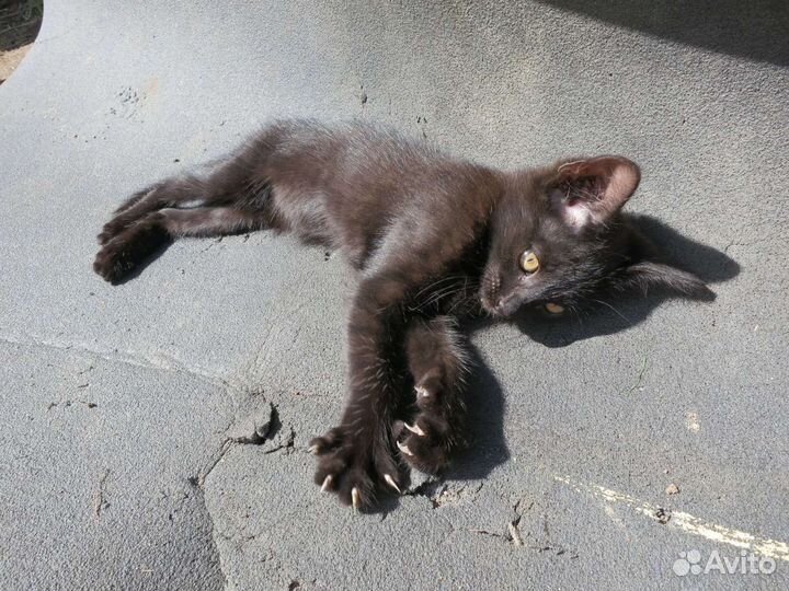 Котенок, кот, 2 месяца