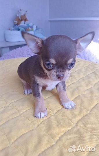 Чихуахуа мини