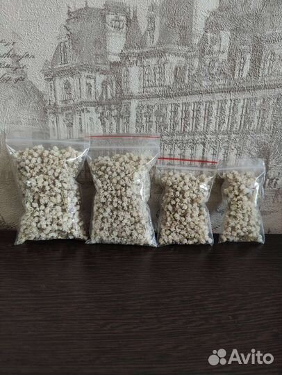 Гипсофила сухоцвет цветы для творчества