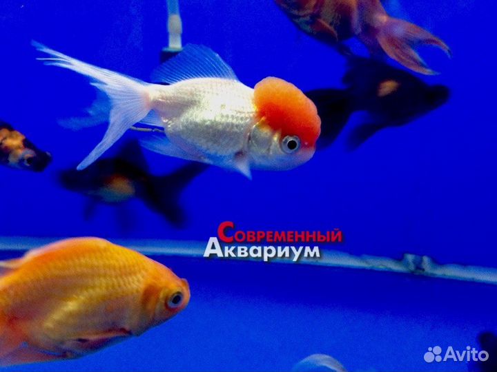 Золотые рыбки в ассортименте