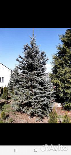 Ель голубая