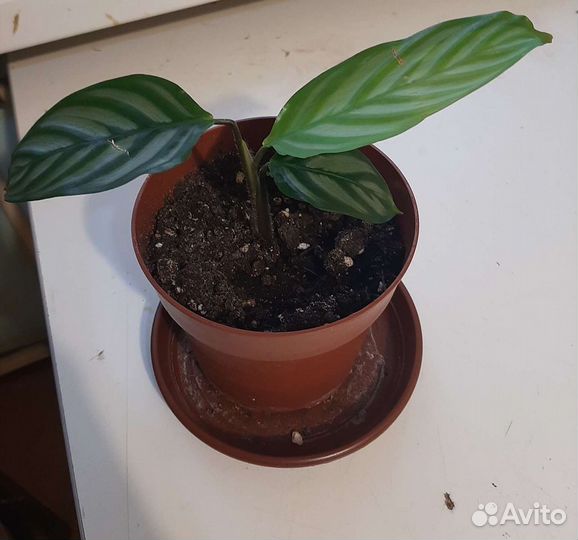 Комнатные цветы