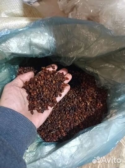 Облепиха сушёная