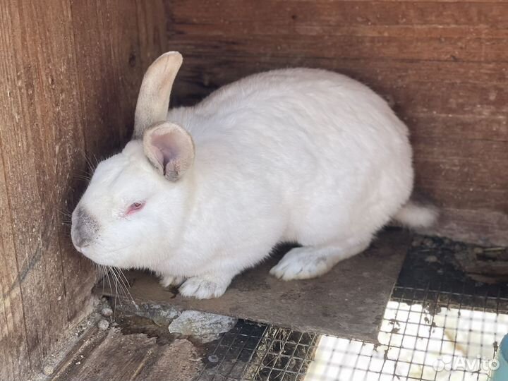 Мясо домашнего кролика