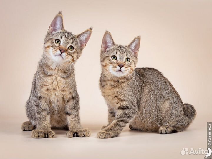 Пиксибоб удивительные кошки