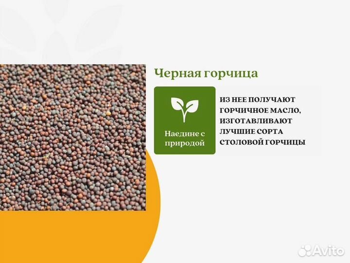 Чёрная горчица (кг)