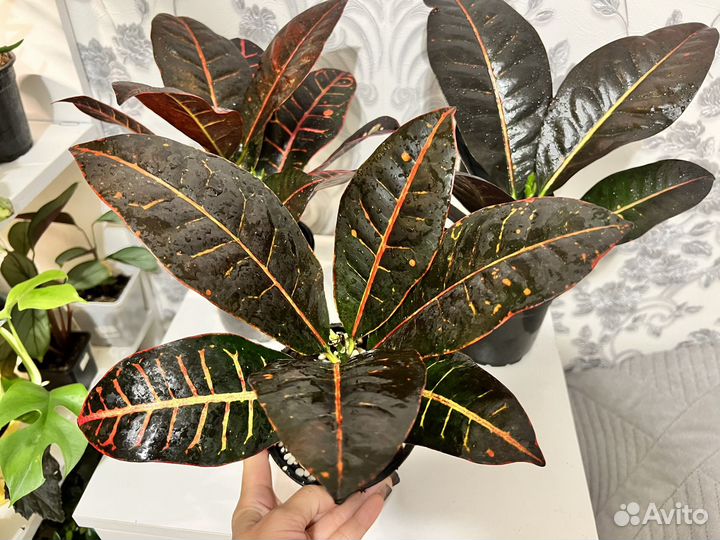 Комнатные цветы