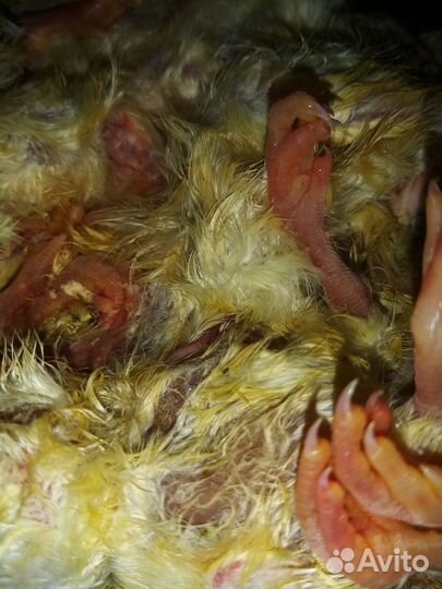 Суточные цыплята на корм замороженные