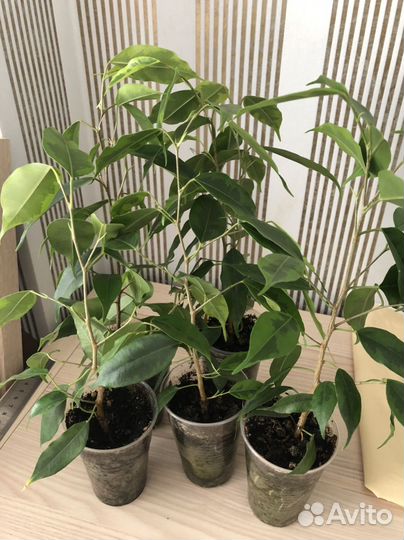 Фикус Бенджамина Регидан