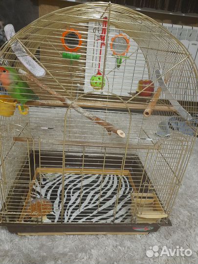 Клетка для среднего попугая