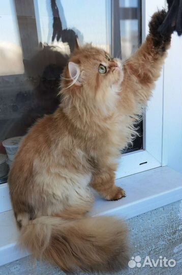 Золотая британская шиншилла