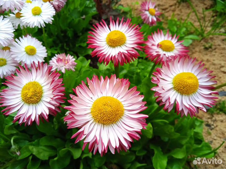 Маргаритки