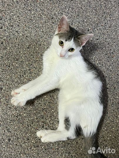 Ласковый котенок в добрые руки