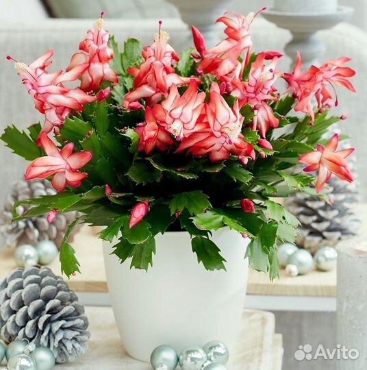 Циссус березка, декабрист, цикломен