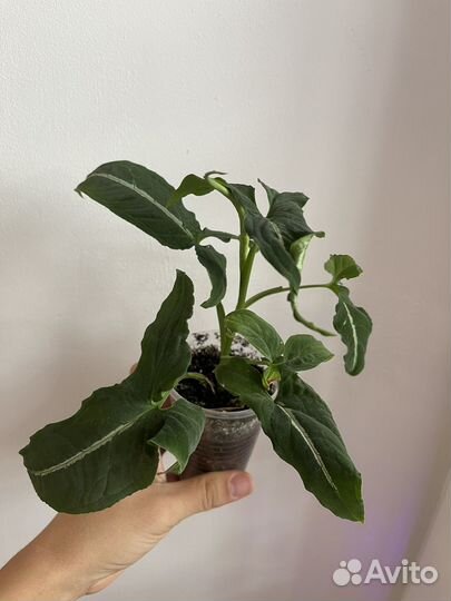 Комнатные растения - 2