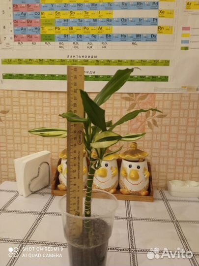 Драцена душистая