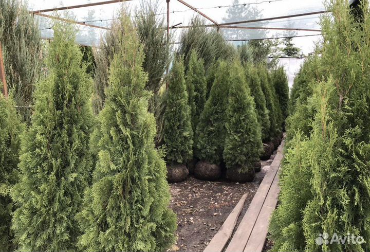 Туя готова к посадке,адаптированная