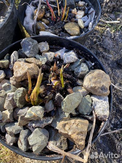 Нимфеи для пруда